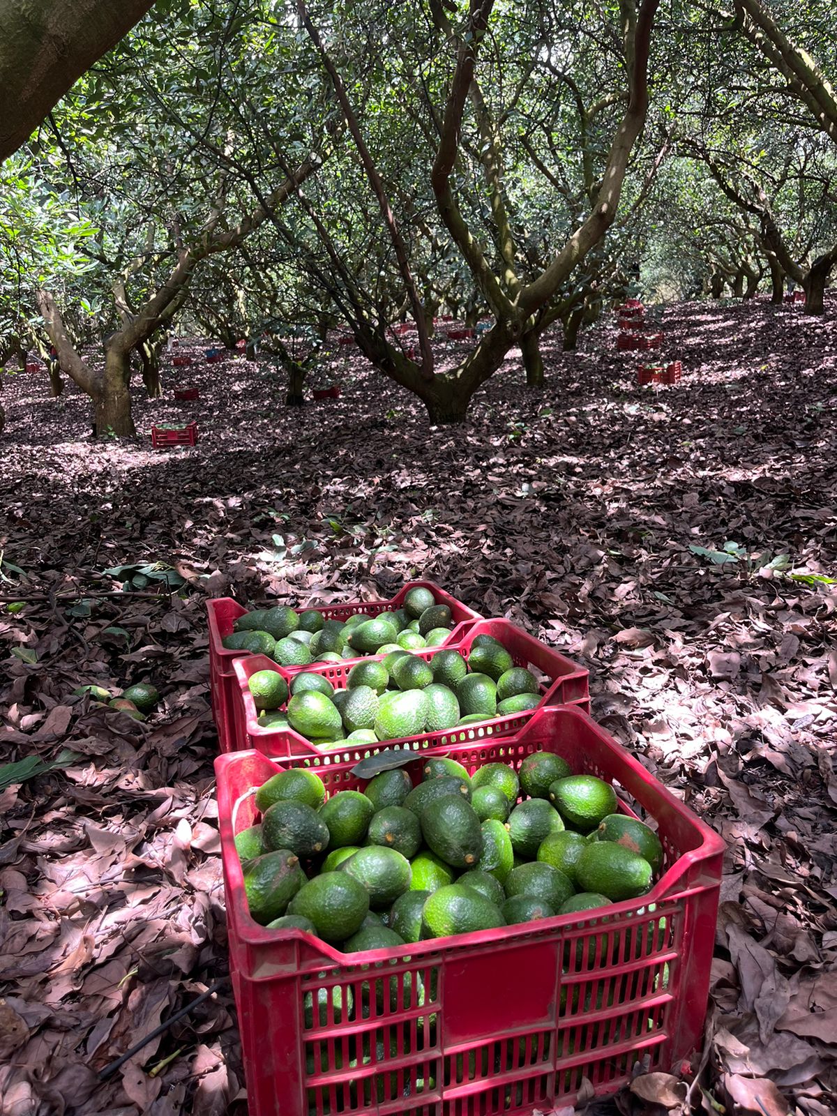 Cajas de aguacates recién cosechados